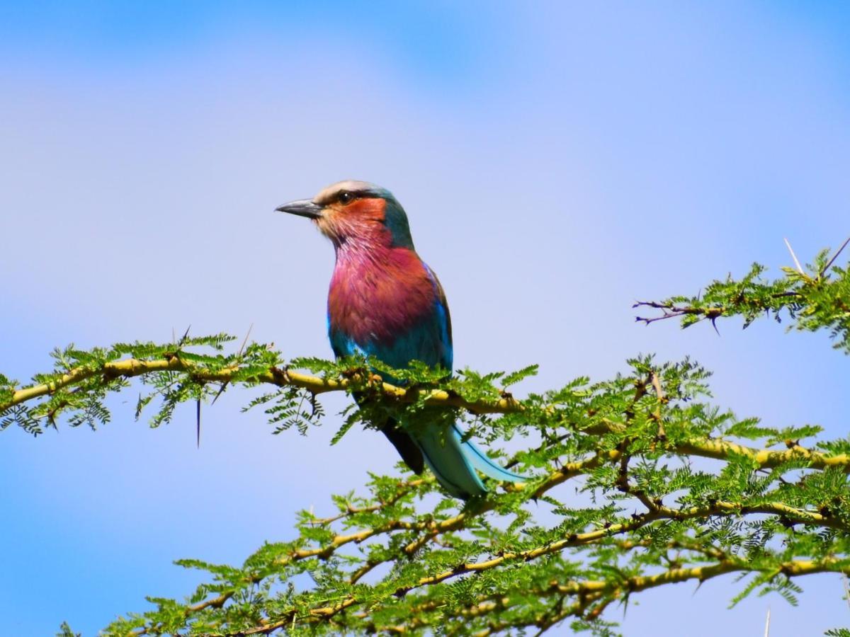 Lake Elmenteita Serena Camp Ngoại thất bức ảnh