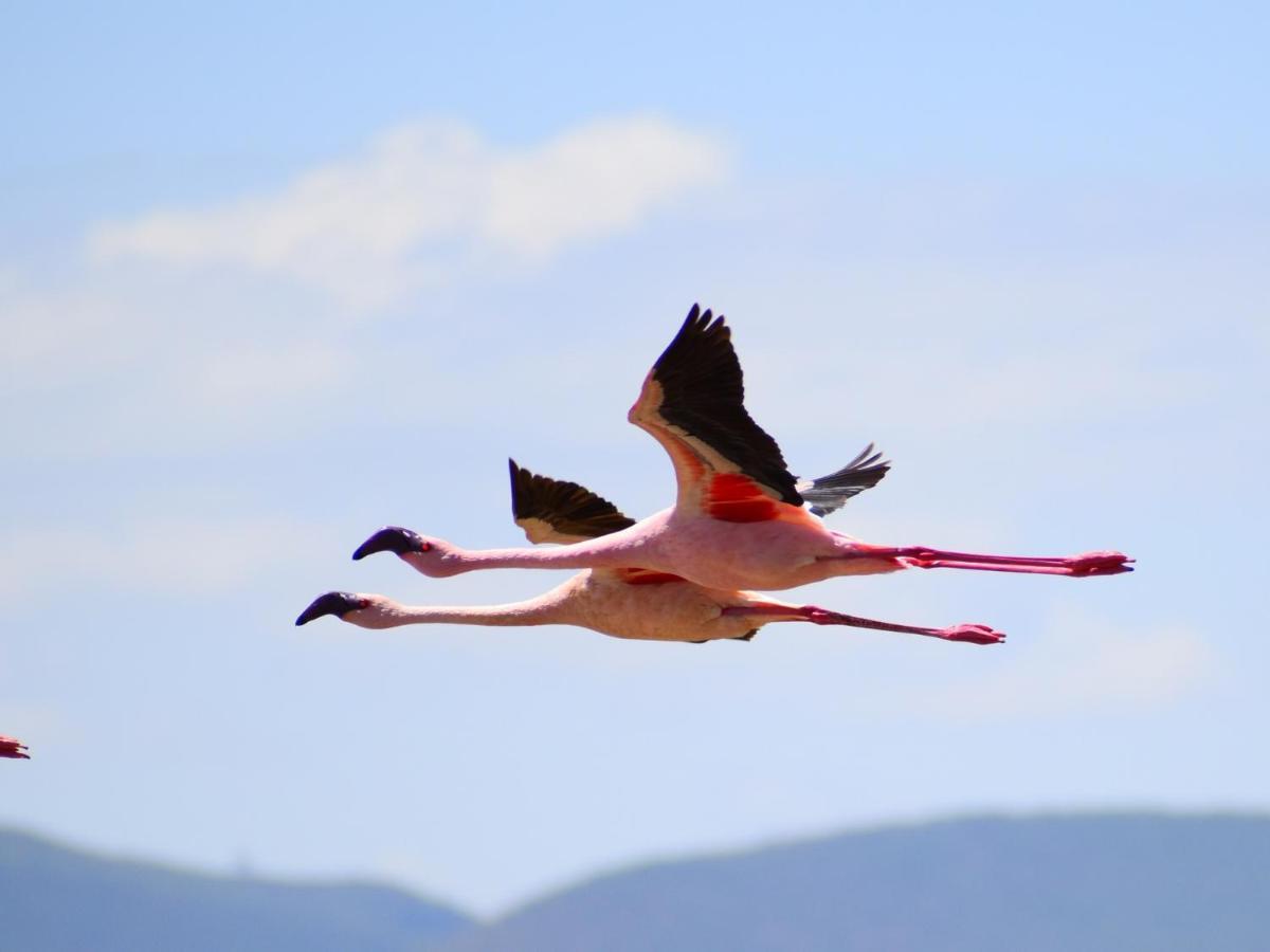 Lake Elmenteita Serena Camp Ngoại thất bức ảnh