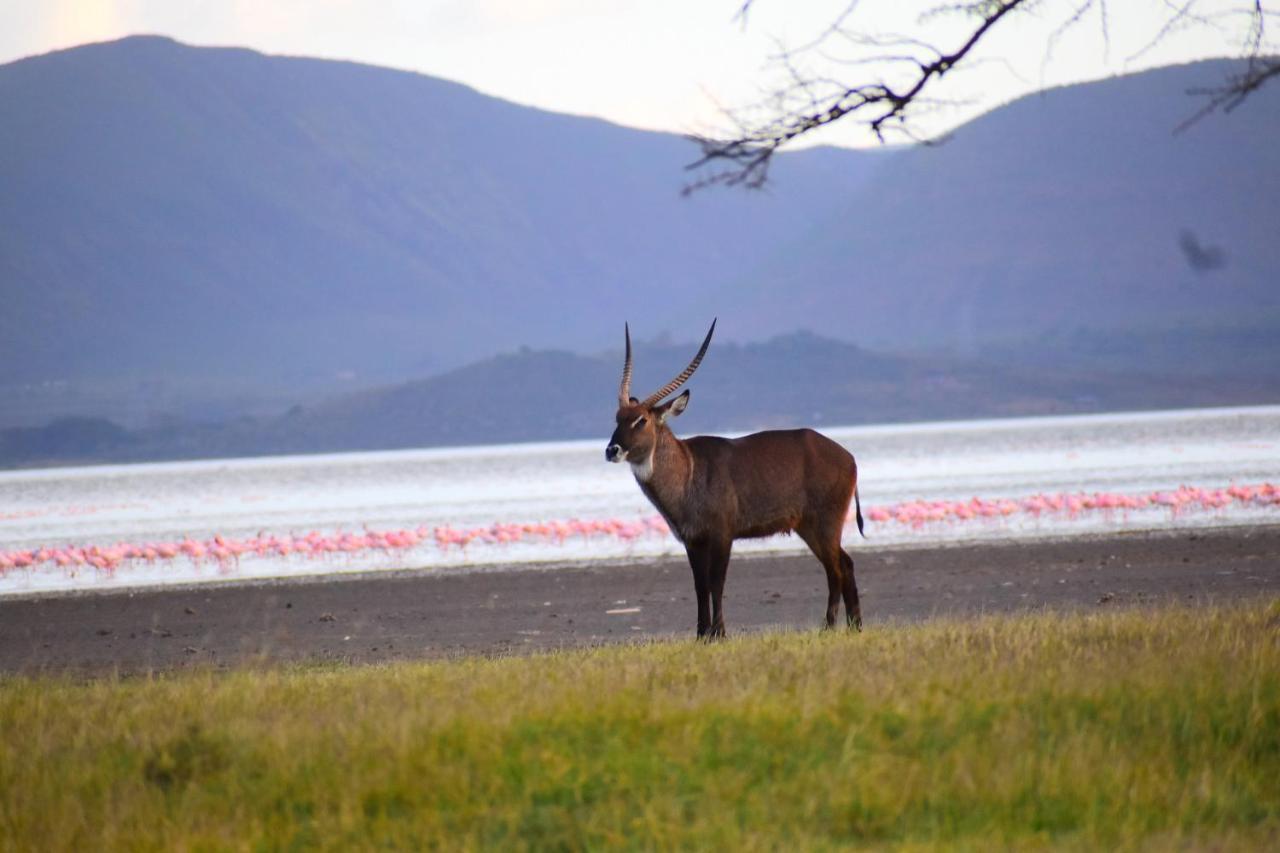 Lake Elmenteita Serena Camp Ngoại thất bức ảnh