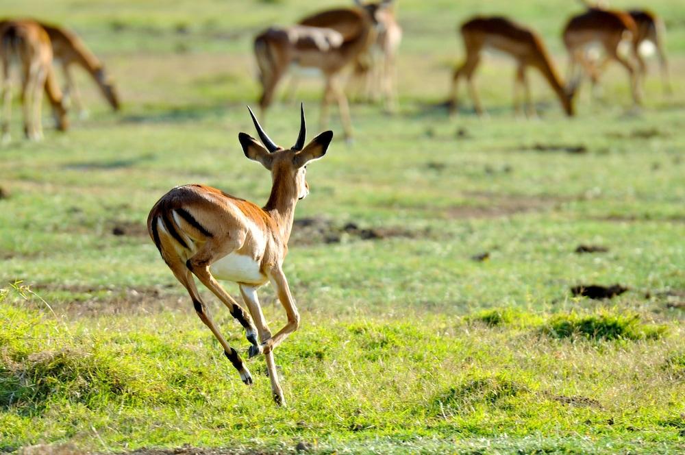 Lake Elmenteita Serena Camp Ngoại thất bức ảnh