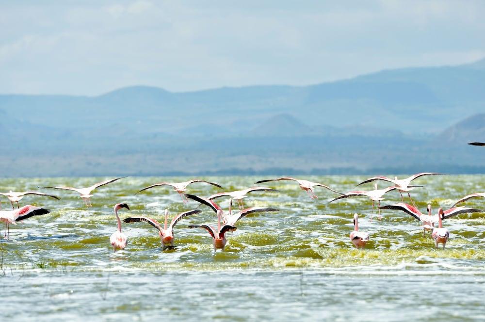 Lake Elmenteita Serena Camp Ngoại thất bức ảnh